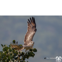 گونه عقاب مارخور Short-toed Eagle